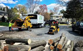 How Our Tree Care Process Works  in  Pueblo West, CO