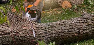 Best Tree Maintenance Programs  in Pueblo West, CO
