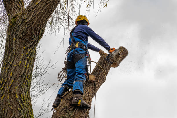Best Seasonal Cleanup (Spring/Fall)  in Pueblo West, CO