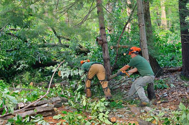 Best Tree Removal  in Pueblo West, CO