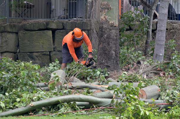 Pueblo West, CO Tree Services Company