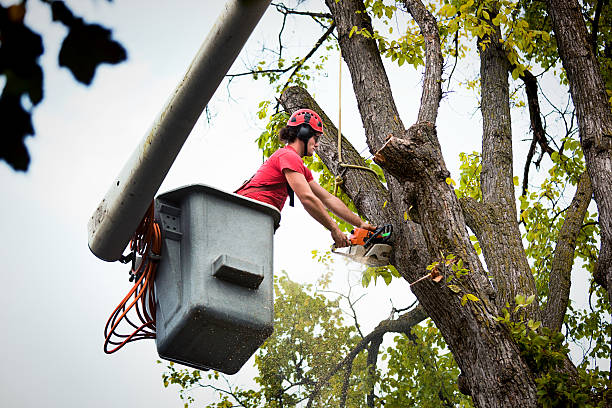 Best Palm Tree Trimming  in Pueblo West, CO