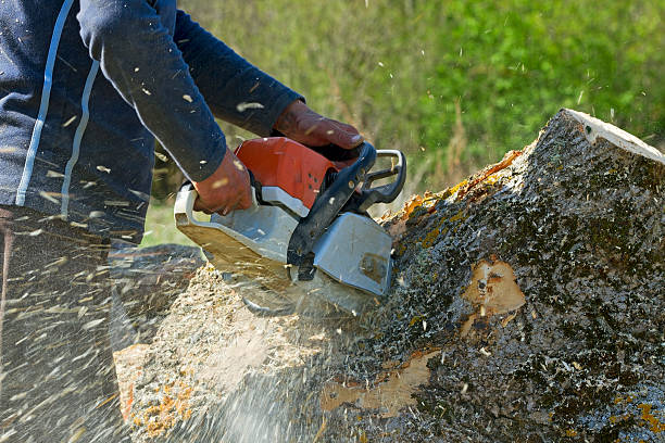 Best Lawn Irrigation Installation and Maintenance  in Pueblo West, CO