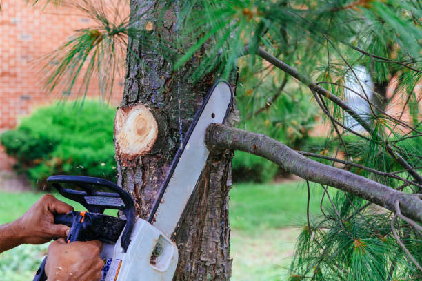 Best Leaf Removal  in Pueblo West, CO